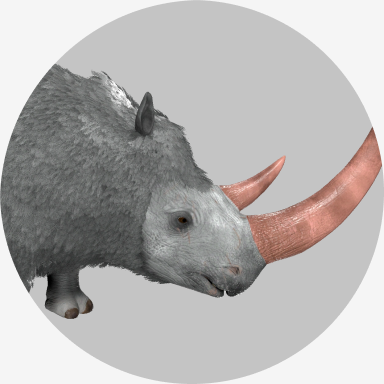 Woolly Rhino